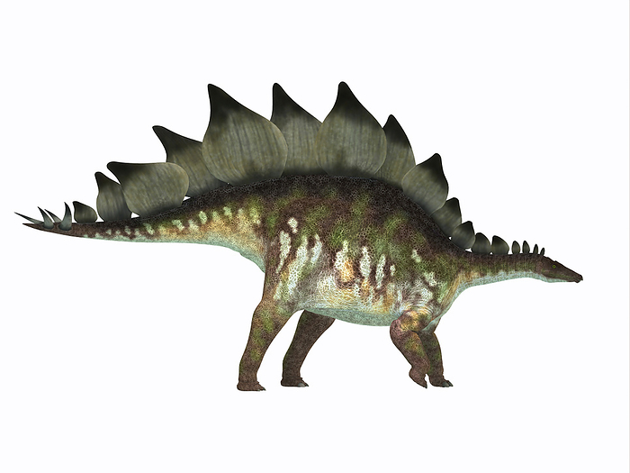 Side profile of a Stegosaurus dinosaur. Side profile of a Stegosaurus dinosaur.