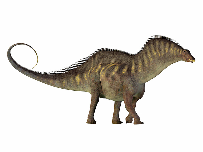 Amargasaurus dinosaur, side profile.  Amargasaurus dinosaur, side profile.