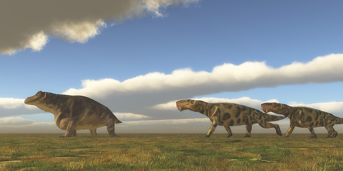 Two Inostrancevia dinosaurs go after a Keratocephalus on a grassy plain. Two Inostrancevia dinosaurs go after a Keratocephalus on a grassy plain.