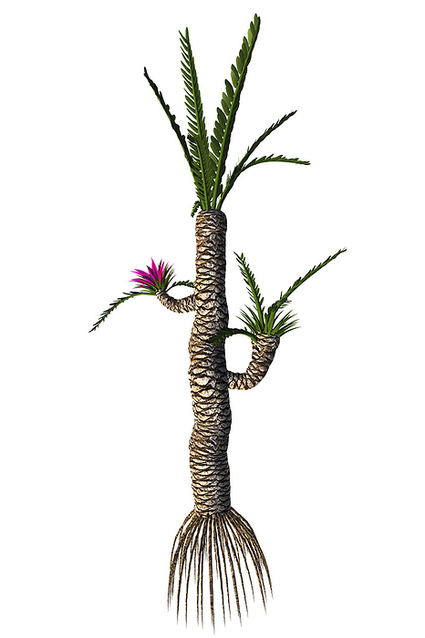 A prehistoric Williamsonia plant from the Mesozoic Era. A prehistoric Williamsonia plant from the Mesozoic Era.