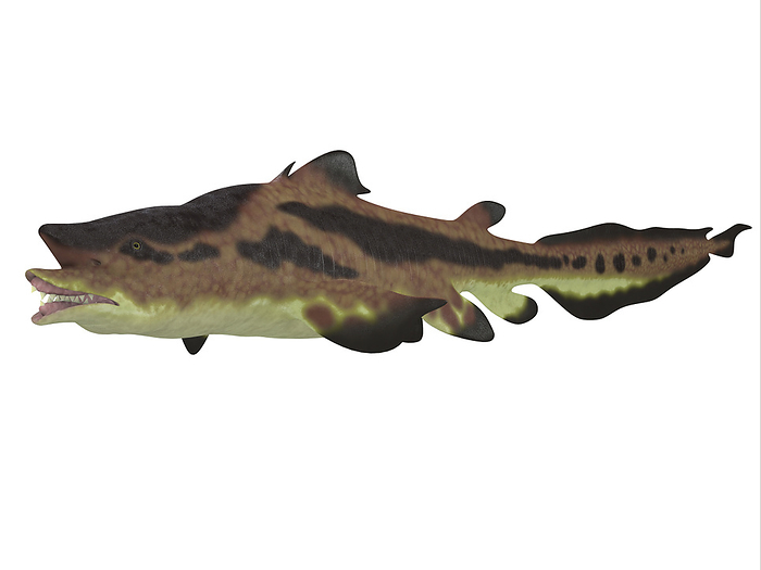 Edestus shark, white background. Edestus shark, white background.