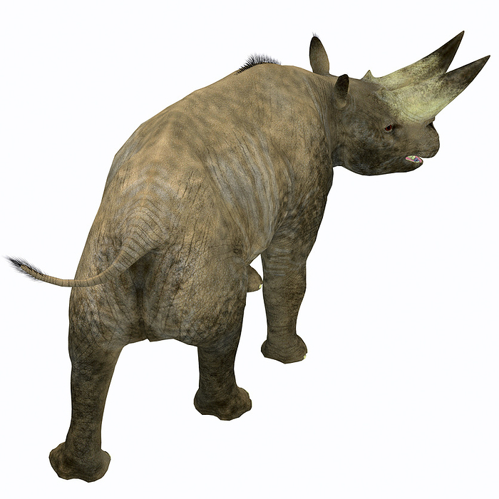 Arsinoitherium mammal, rear view.  Arsinoitherium mammal, rear view.