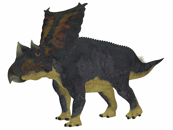 Chasmosaurus dinosaur, side profile. Chasmosaurus dinosaur, side profile.