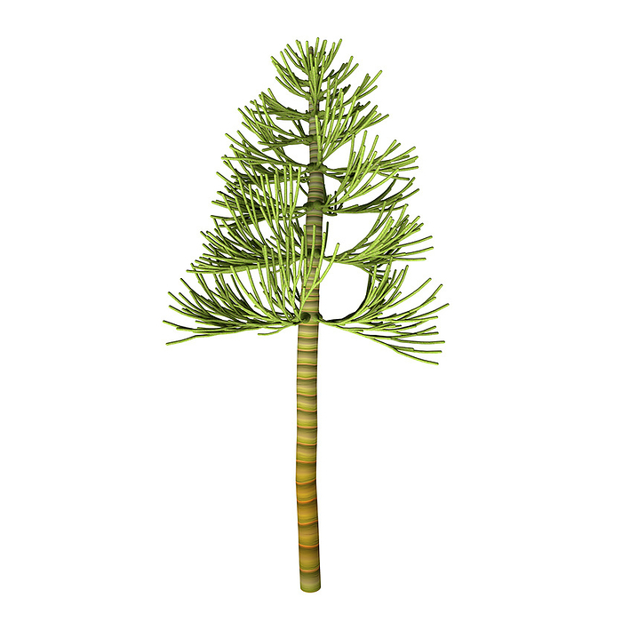 Carboniferous pine tree. Carboniferous pine tree.