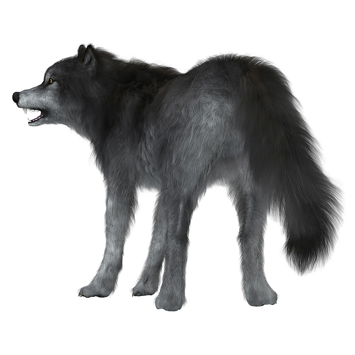 Dire wolf on white background, rear view. Dire wolf on white background, rear view.