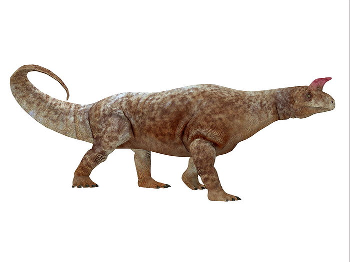 Shringasaurus dinosaur, side profile.  Shringasaurus dinosaur, side profile.