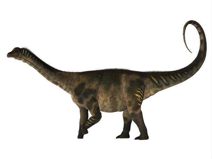 Antarctosaurus dinosaur, side profile. Antarctosaurus dinosaur, side profile.