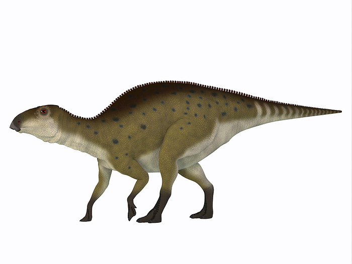 Brachylophosaurus dinosaur, white background.  Brachylophosaurus dinosaur, white background.