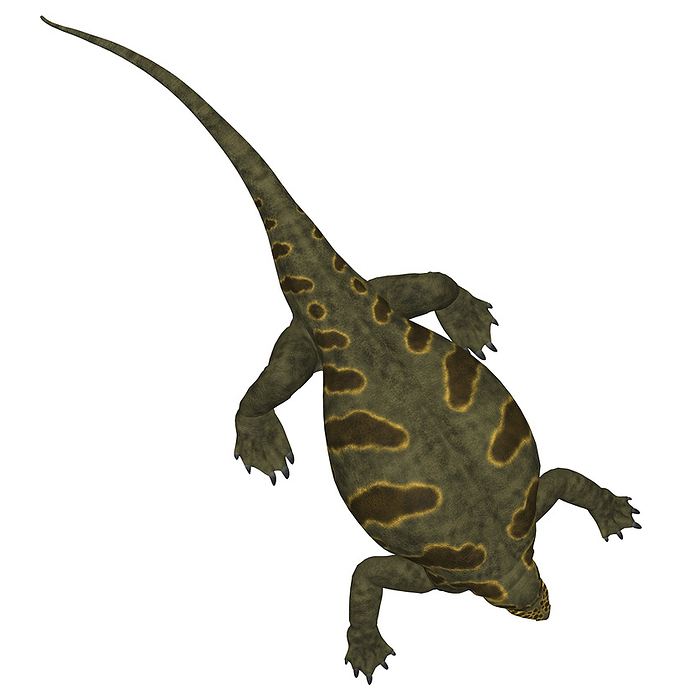 Cotylorhynchus dinosaur on white background.  Cotylorhynchus dinosaur on white background.
