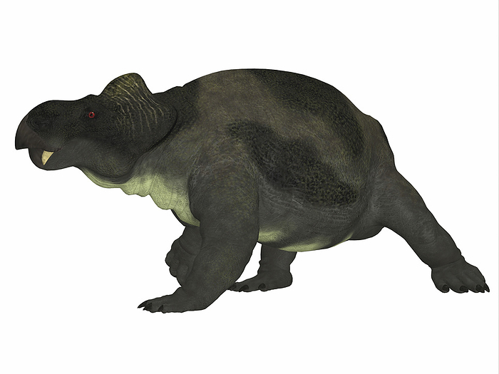 Kannemeyeria dinosaur, side profile. Kannemeyeria dinosaur, side profile.