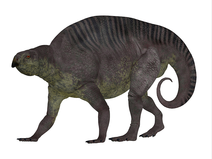 Lotosaurus dinosaur, side profile. Lotosaurus dinosaur, side profile.