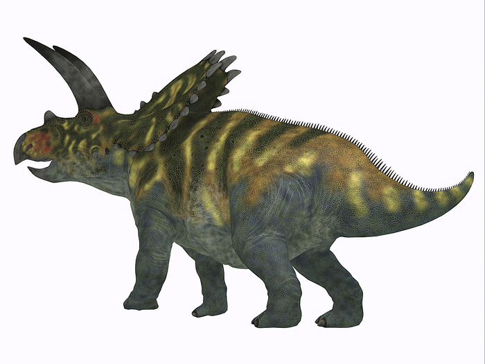Coahuilaceratops dinosaur on white background. Coahuilaceratops dinosaur on white background.