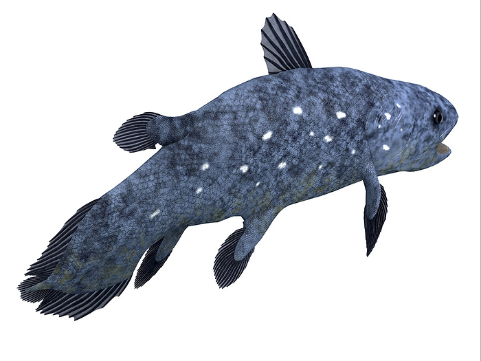 Coelacanth fish on white background. Coelacanth fish on white background.