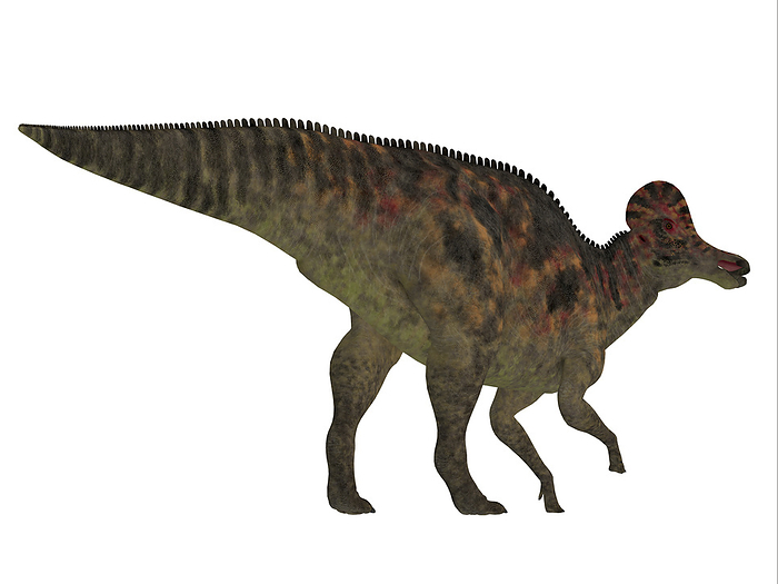 Corythosaurus dinosaur, white background. Corythosaurus dinosaur, white background.