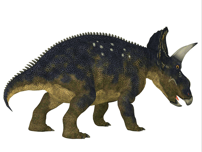Nedoceratops dinosaur. Nedoceratops dinosaur.
