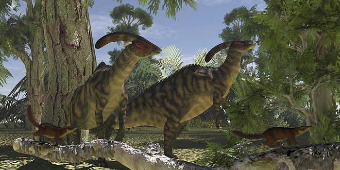 Two Parasaurolophus dinosaurs graze on foliage from cypress trees. Two Parasaurolophus dinosaurs graze on foliage from cypress trees.