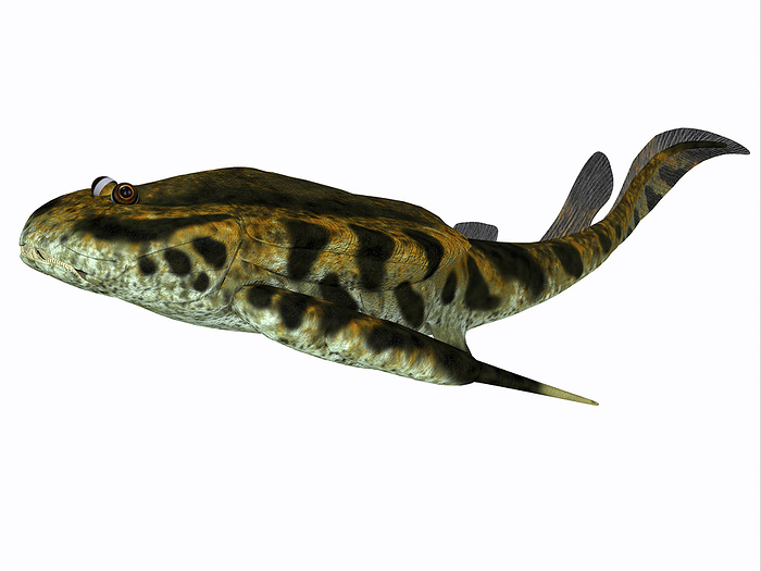 Bothriolepis fish, side profile. Bothriolepis fish, side profile.