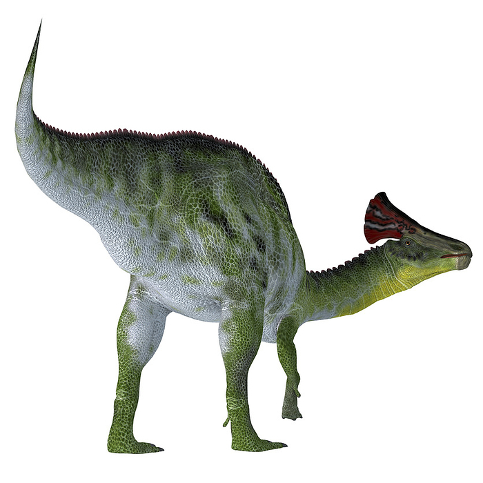 Olorotitan dinosaur on white background.  Olorotitan dinosaur on white background.
