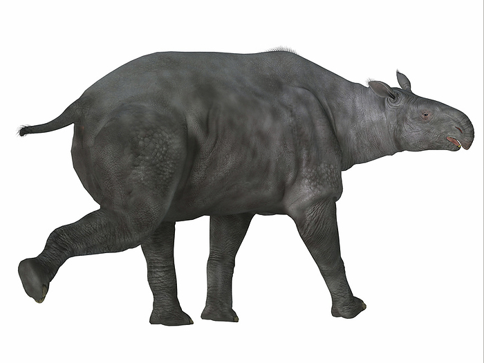 Paraceratherium mammal, side profile. Paraceratherium mammal, side profile.