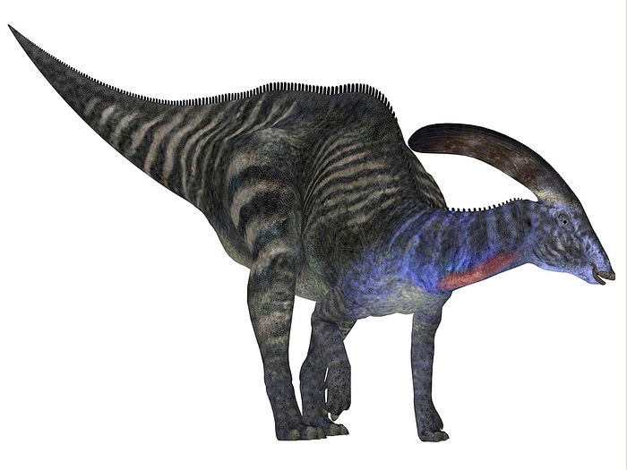 Parasaurolophus dinosaur. Parasaurolophus dinosaur.