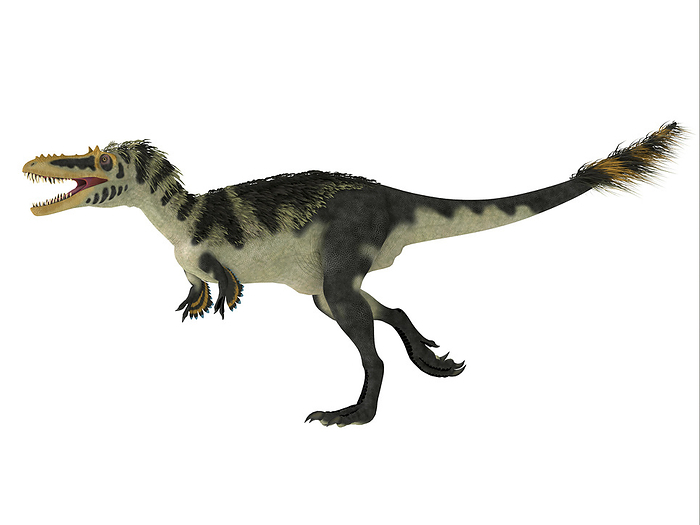 Alioramus dinosaur, side profile. Alioramus dinosaur, side profile.