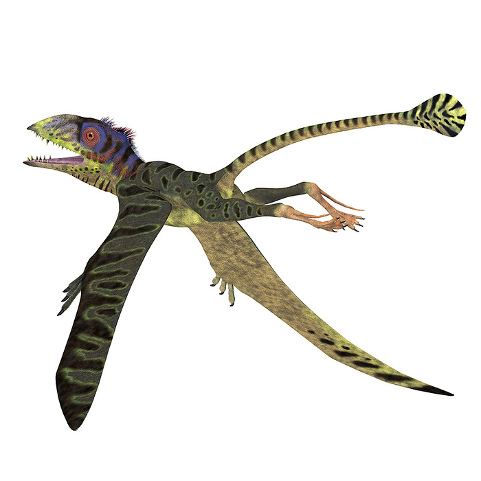 Peteinosaurus reptile flying. Peteinosaurus reptile flying.