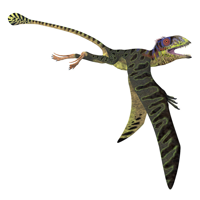 Peteinosaurus reptile with wings down. Peteinosaurus reptile with wings down.