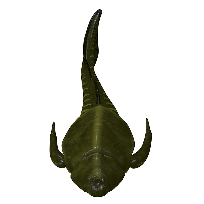 Bothriolepis fish head. Bothriolepis fish head.