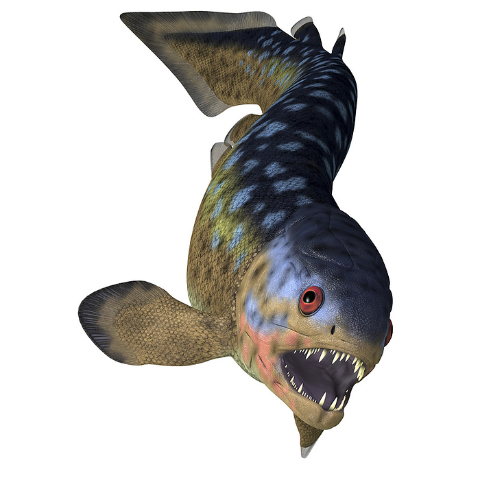 Rhizodus fish, front view with teeth. Rhizodus fish, front view with teeth.