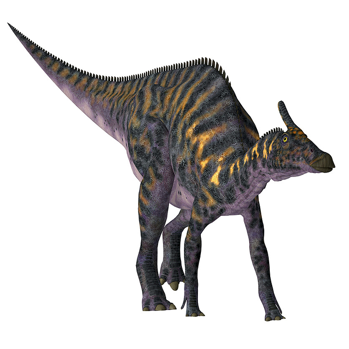 Saurolophus dinosaur, front view. Saurolophus dinosaur, front view.