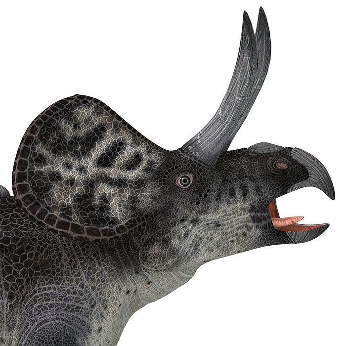 Zuniceratops dinosaur head, close up.  Zuniceratops dinosaur head, close up.