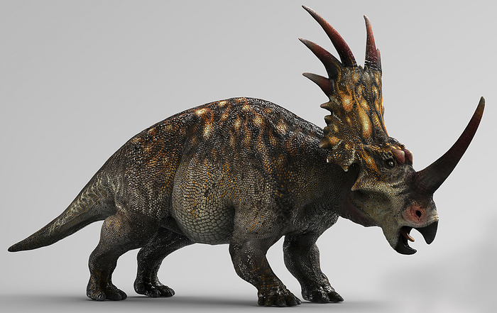 Styracosaurus dinosaur, side view on gray background. Styracosaurus dinosaur, side view on gray background.