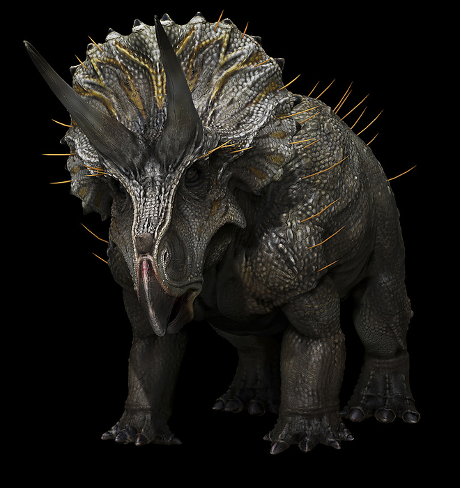 Triceratops horridus dinosaur on black background. Triceratops horridus dinosaur on black background.