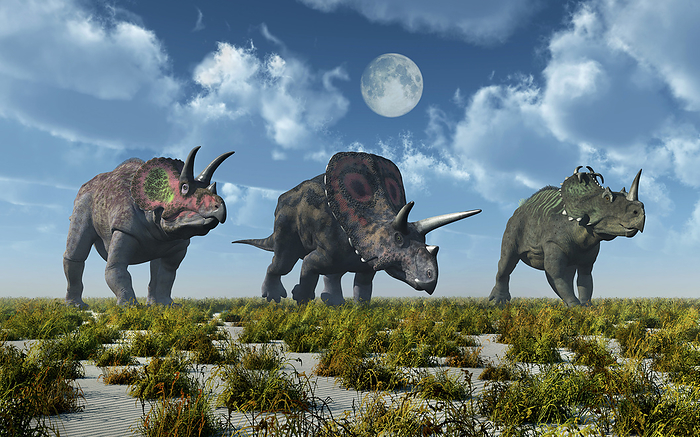 A Triceratops, Torosaurus and Centrosaurus dinosaur. A Triceratops, Torosaurus and Centrosaurus dinosaur.