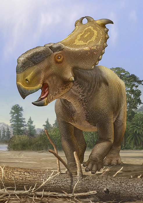 Pachyrhinosaurus dinosaur stays alert for approaching danger. Pachyrhinosaurus dinosaur stays alert for approaching danger.