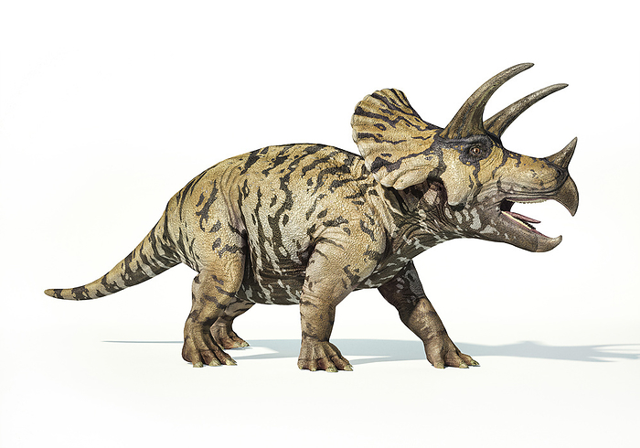 3D rendering of a Triceratops on white background. 3D rendering of a Triceratops on white background.