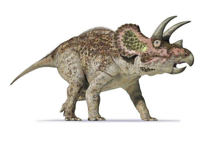 3D rendering of Triceratops on white background. 3D rendering of Triceratops on white background.