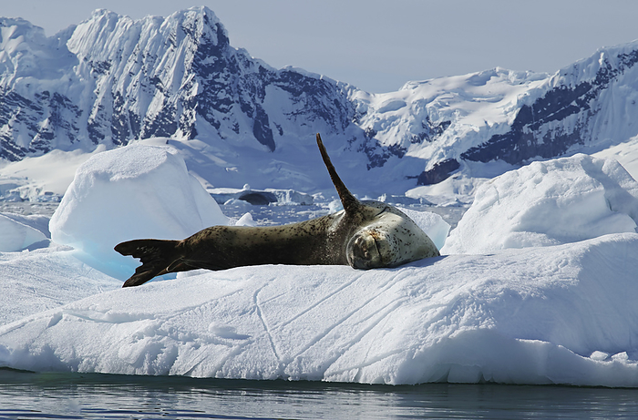 leopard seal (Hydrurga leptonyx)