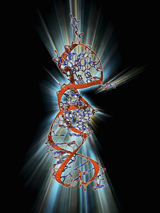 RNA stem loop motif, molecular model RNA stem loop motif. Molecular model of the stem loop II motif from the SARS  severe acute respiratory syndrome  coronavirus. This RNA  ribonucleic acid  element is a target for antiviral drugs.