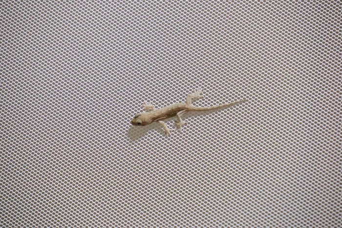 Japanese gecko (Gekko gecko)