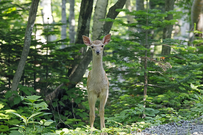 Hokkaido Shiretoko Ezo sika deer cubs .