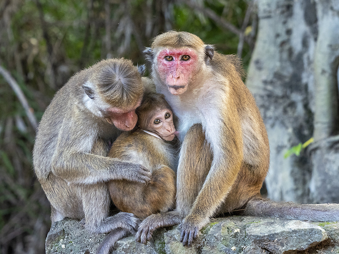 A baby toque macaque, Macaca sinica, nursing from its mother in Polonnaruwa, Sri Lanka. A baby toque macaque  Macaca sinica , nursing from its mother, Polonnaruwa, Sri Lanka, Asia, Photo by Michael Nolan