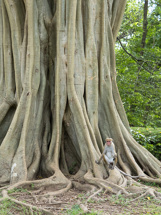 A single Toque macaque, Macaca sinica, resting in a ficus tree in Polonnaruwa, Sri Lanka. A single Toque macaque  Macaca sinica , resting in a ficus tree, Polonnaruwa, Sri Lanka, Asia, Photo by Michael Nolan