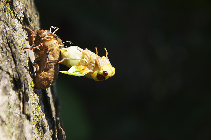 Hokkaido Cicada hatching