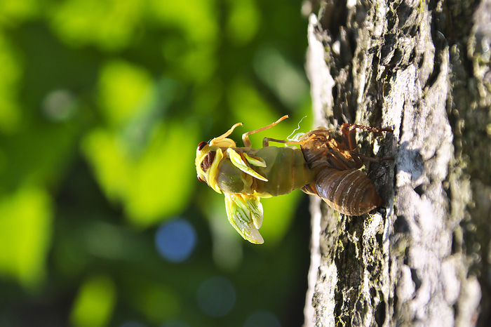 Hokkaido Cicada hatching