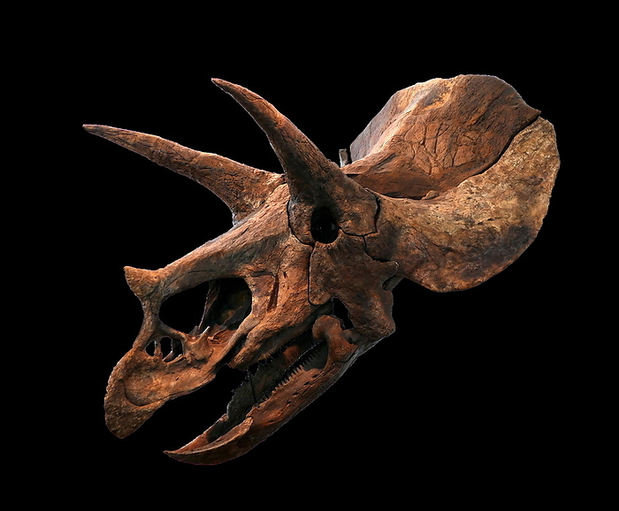 Skull of a Triceratops Skull of a Triceratops, a genus of herbivorous ceratopsid dinosaur that first appeared during the late Maastrichtian stage of the late Cretaceous period.