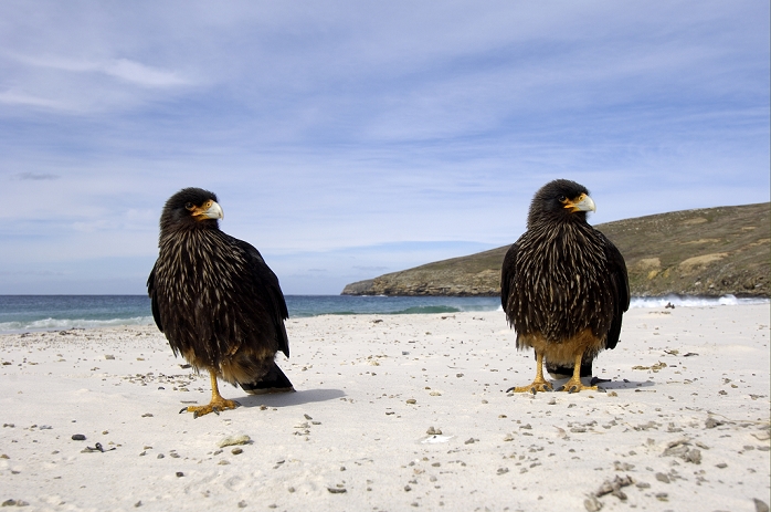 Striated Caracara (Phalcoboenus australis) adult pair, standing on beach, New Island, Falkland Islands