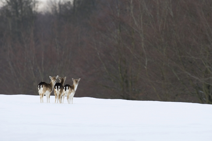 Fallow Deer (Dama dama) three fawns, standing in snow, Knole Park, Kent, England, winter