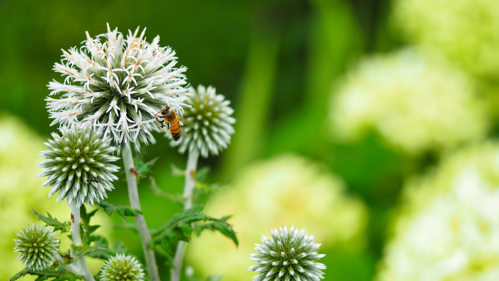 Ruritama thistle and honey bee