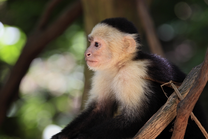 White-throated Capuchin (Cebus capucinus) adult male, close-up, sitting in tree, Roatan, Honduras